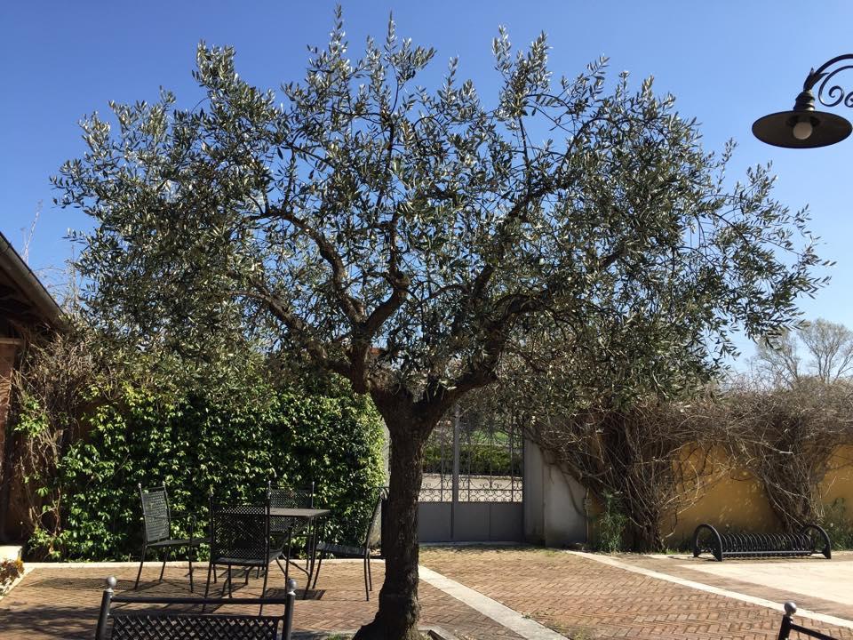 亚力诺伊皮诺 Agriturismo Macchiacupa酒店 外观 照片